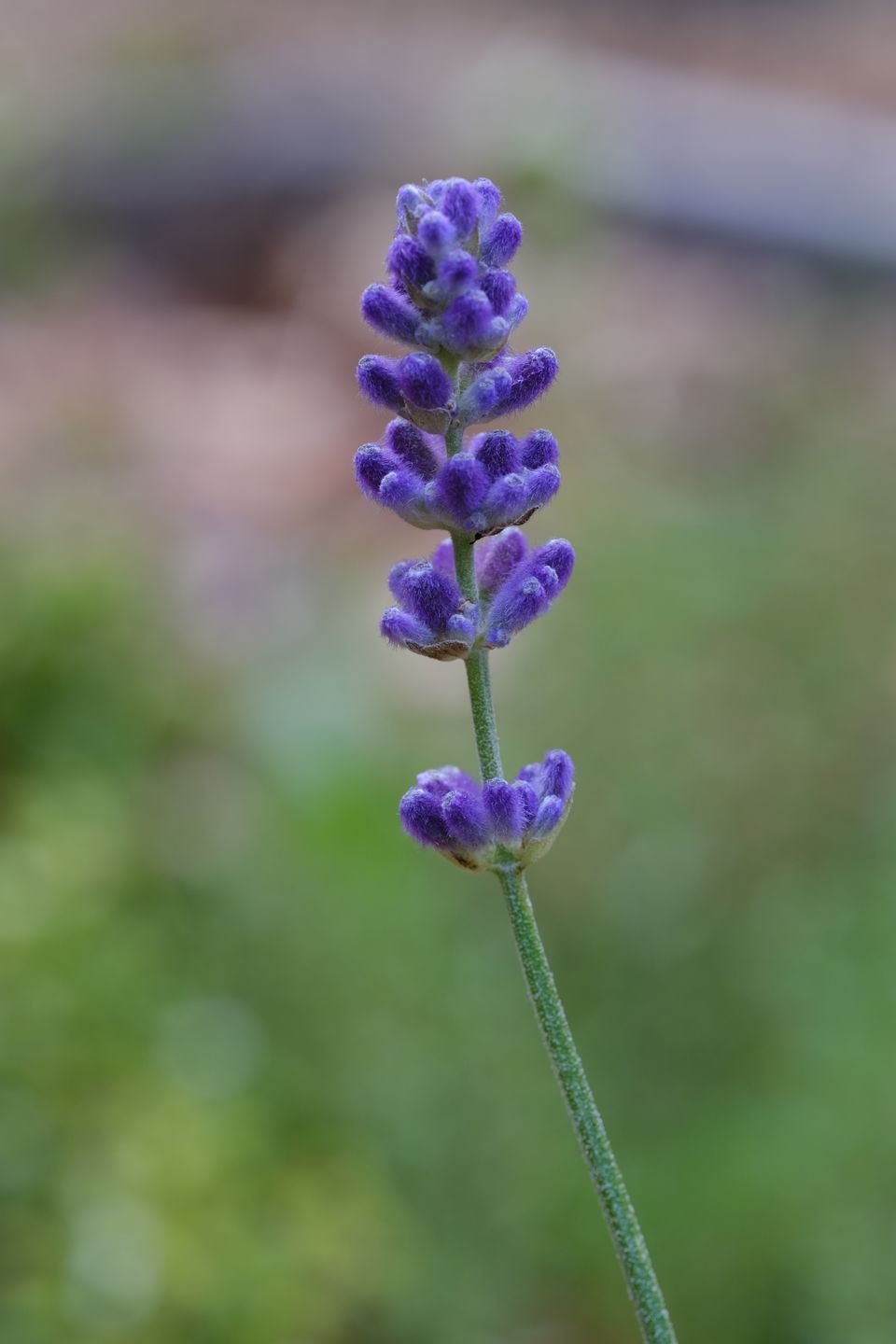 A single stem of lavender in bloom