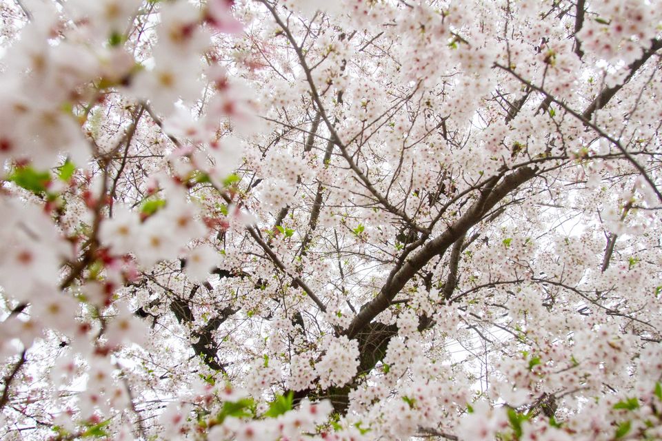Pale pink blossoms in soft light