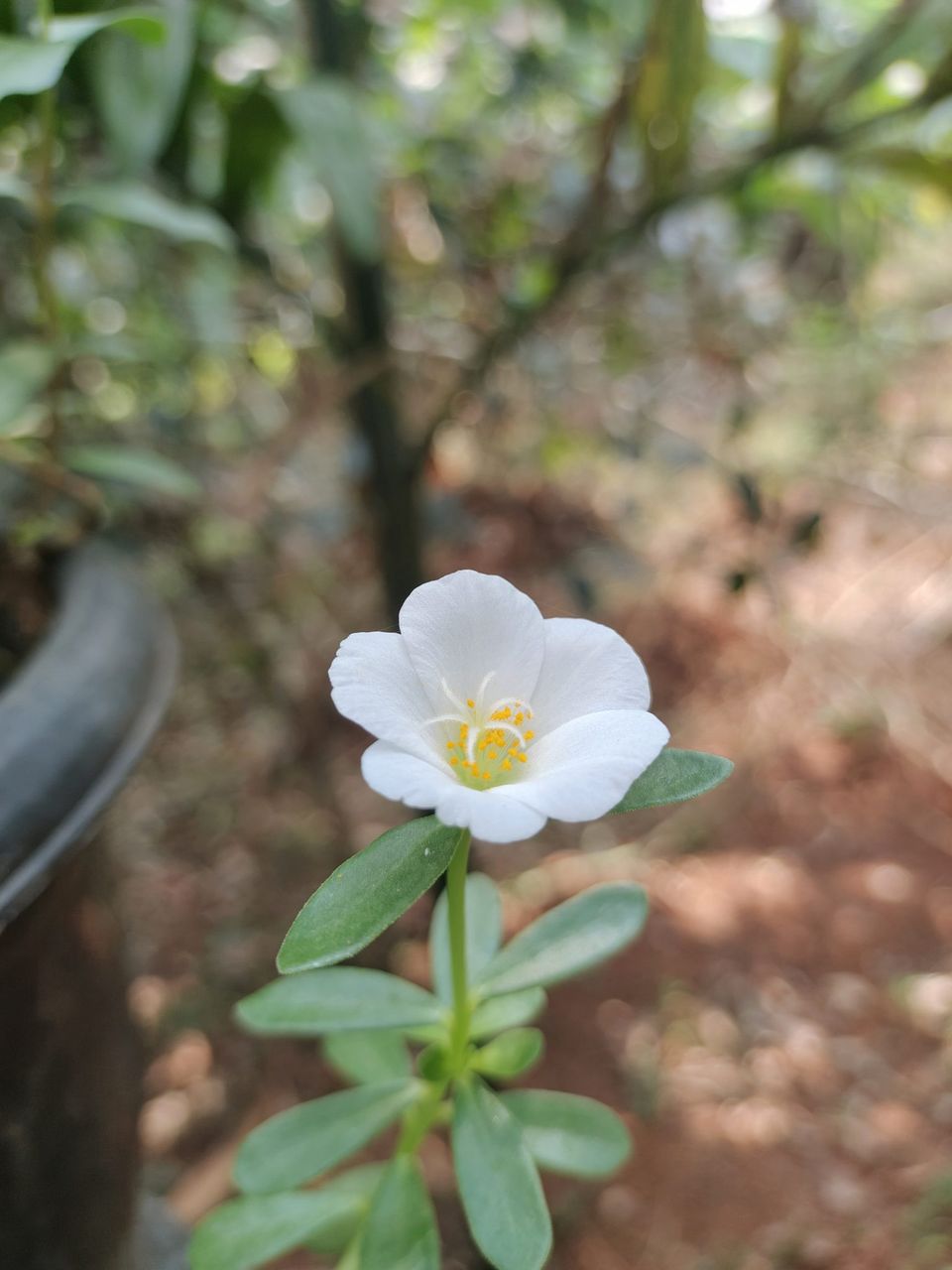 A single white flower in bloom