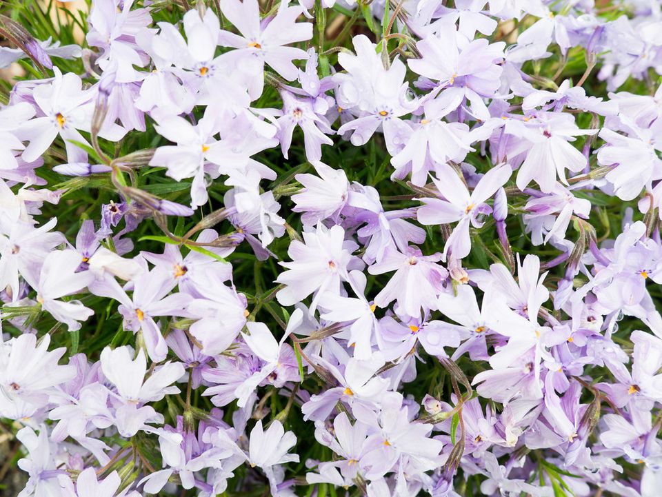 Soft lavender flowers in bloom